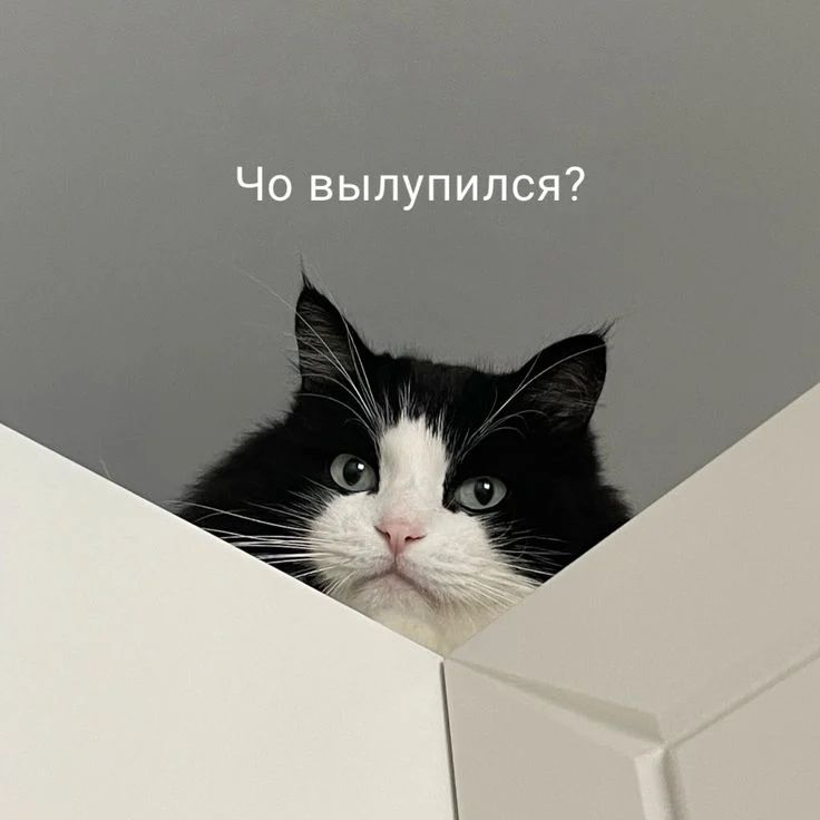 kiruxa_now в LOOKY. . Котики😂