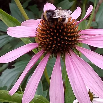 #пчелка🐝 #красота #цветы🌸💮🌼🌻🏵️🌹🥀🪷