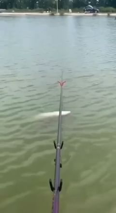 dream_fishing_kot_kitty в LOOKY. #рыбалка,#fishing,#carpfishing,#карпфишинг,#carphunter,#рыбалкасдрузьями,#карповаяловля,#carplife,#поймалотпусти,#рыбацкийклуб. #рыбалка #fishing #c...