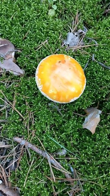 podarokabakan в LOOKY. . Мы нашли его...🍄