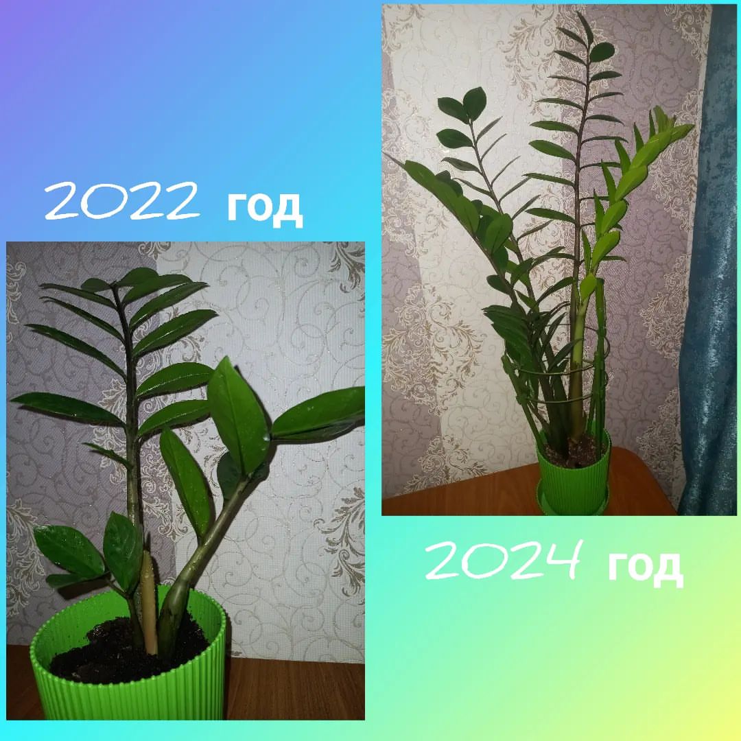 nataliobukhova5 в LOOKY. . 2022💚💚💚2024