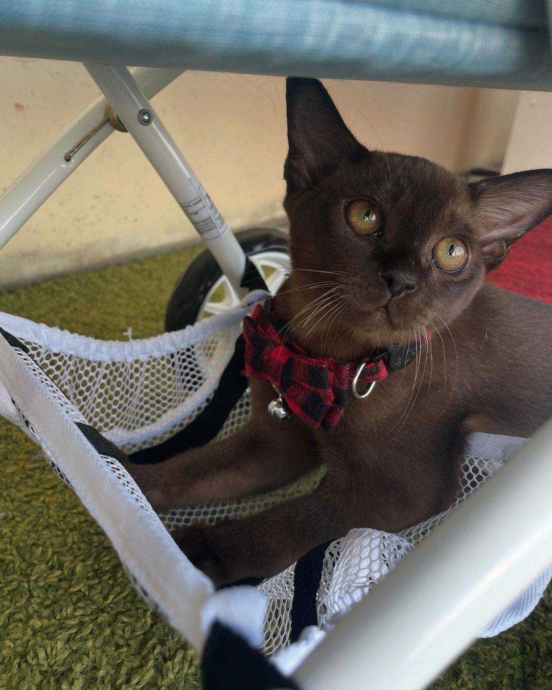 arina1998.cip_burma_cats в LOOKY. #котик,#бурма,#Сириус. Знакомьтесь , наш ма...