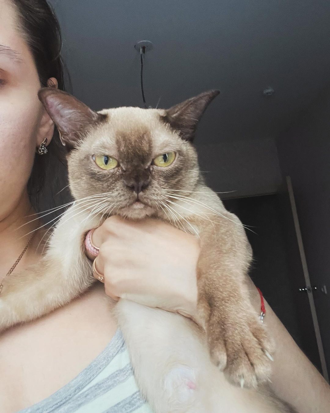 arina1998.cip_burma_cats в LOOKY. #бурмакотята,#бурма,#продажабурманскихкотят. это наша самая перва...