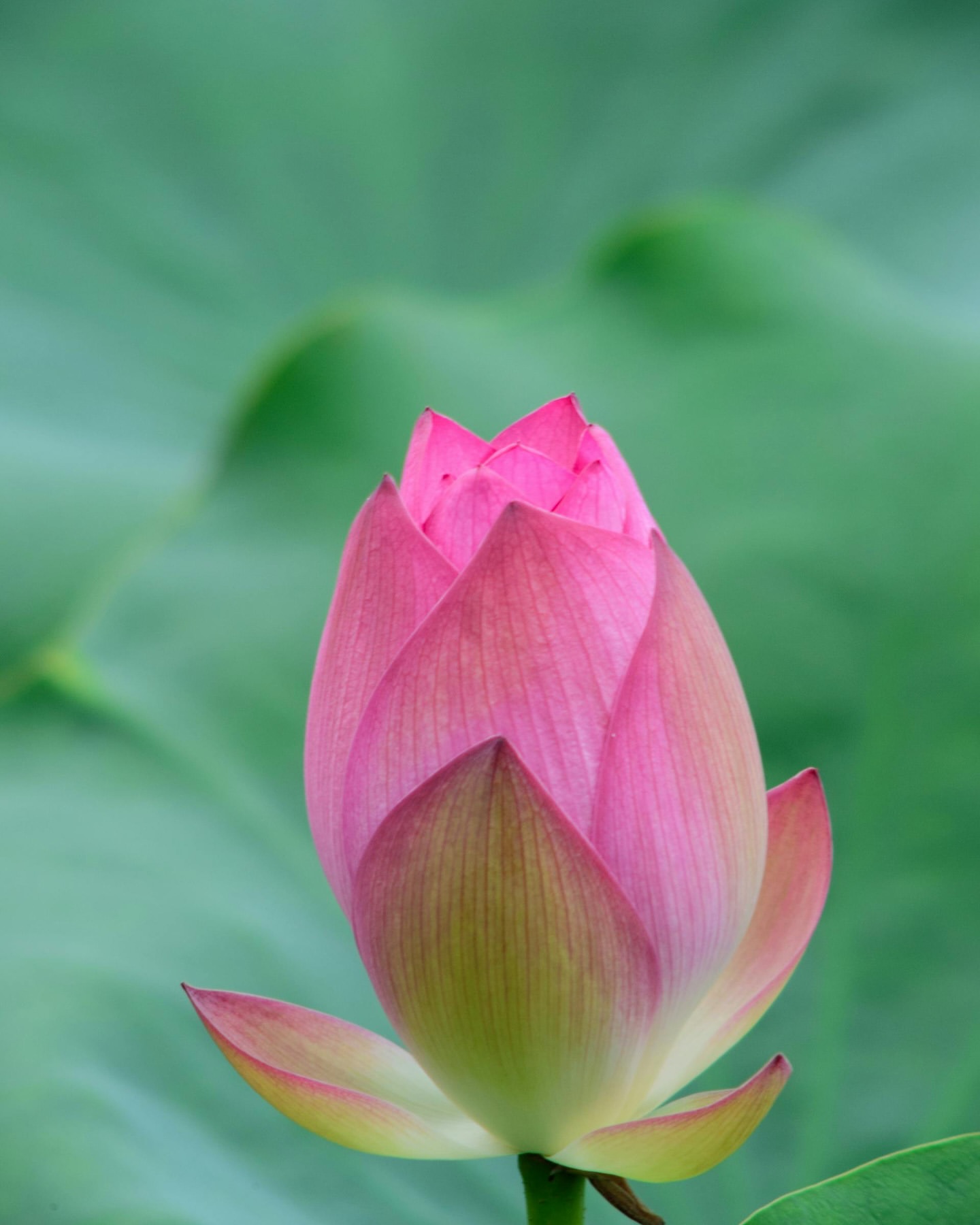 nastyaglow.ph в LOOKY — Волшебные моменты среди лотосов 🌸

Когда природа создаёт на