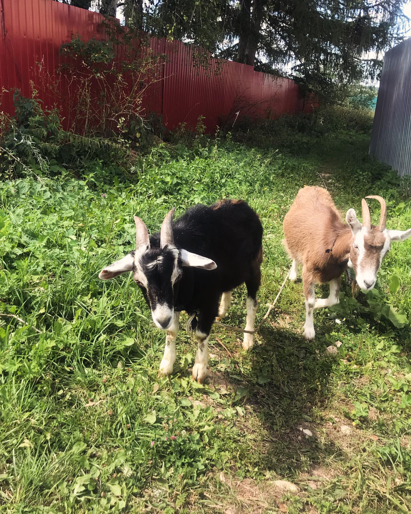 _zoika_zaika_ в LOOKY — фото 6