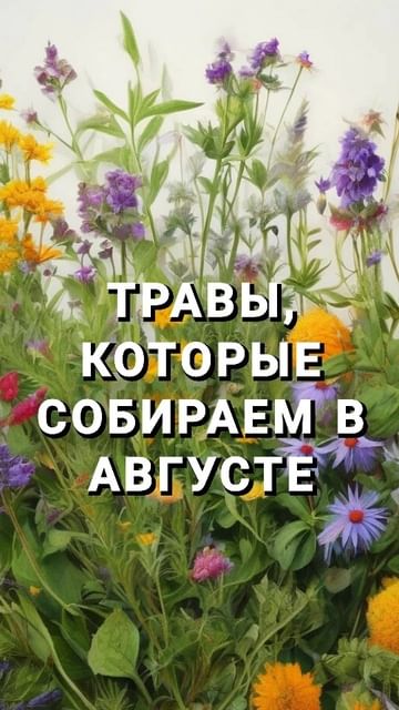 olisava_travnica в LOOKY. . 🌾Август
  Уже все о...