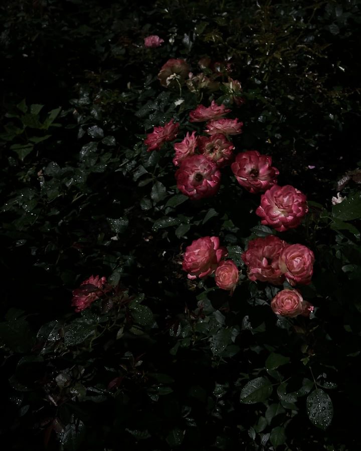 jeanne.ney в LOOKY. . null