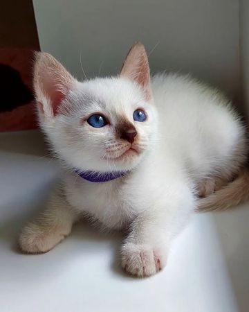 azure_glory_cattery в LOOKY — фото 2