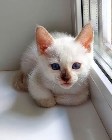 azure_glory_cattery в LOOKY — фото 3
