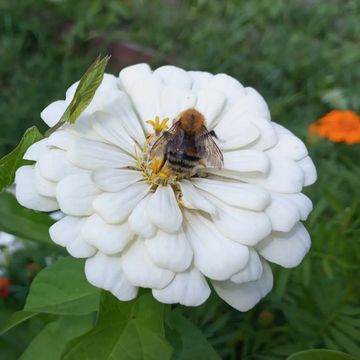 Пчёлки работают🐝

#деревня #вдеревне #загород #загороднаяжизнь #сад #огород #цветы #лето #летнееутро #цветник #лето2024
