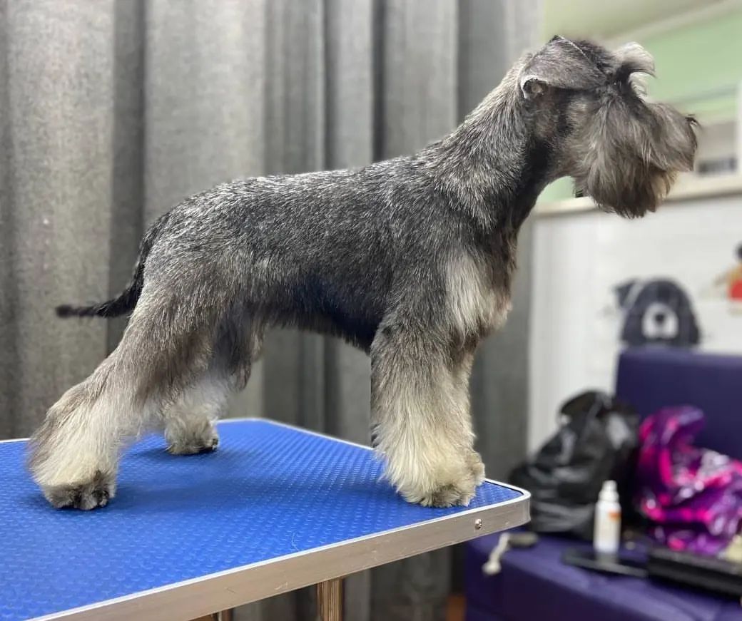 skillwaykennel в LOOKY. #цверги,#цвергшнауцер,#цвергщенок,#цвергшнауцерперецссолью,#щенкицвергшнауцера,#skillwaykennel. Skillway Abbi

#цвер...