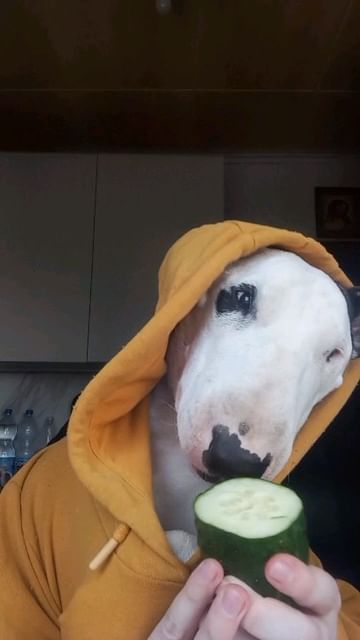 mrs_bulkins131219 в LOOKY. #bullterrier,#bullterriergeliet,#bullterriergroup,#bullterrierfamily,#eat,#бультерьер,#ест,#огурец. 's post ❤️🐾
#bullte...