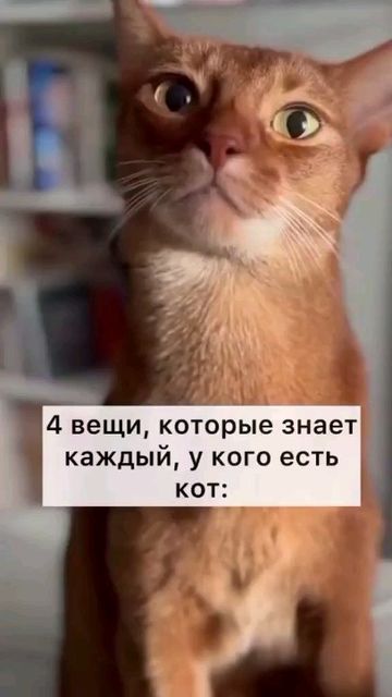 happypetsallworld в LOOKY. . null