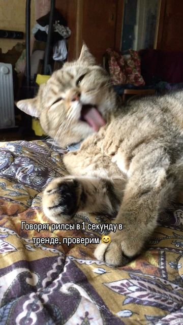 yakovaleksandrovich in LOOKY. #кошки,#кошкилучшелюдей,#кошкитакиекошки,#кошкирулят,#кошкамоя,#лора,#мыизкотограма. Проверим эти тренды ...