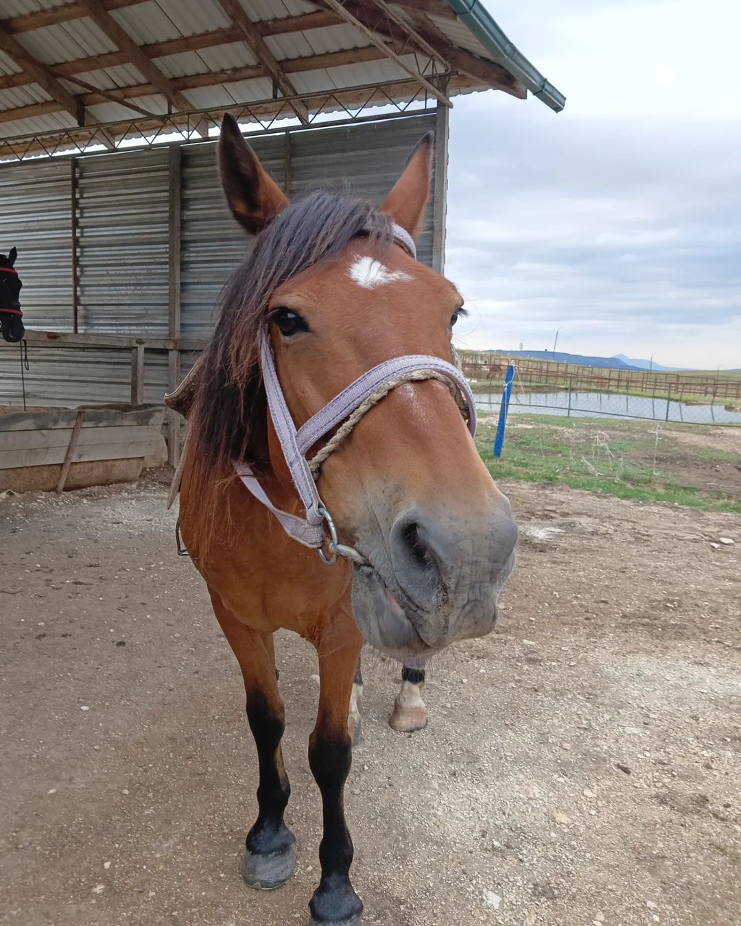ssvows в LOOKY. . 🐎🏞️⛰️
