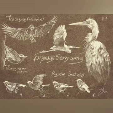 moremiron_art в LOOKY. #digital,#digitalmirstel,#digital_art,#illustration,#animalistic,#procreate,#digitaldrawing,#birds,#мирстель_дидж,#диджиталиллюстрация,#цифровойрисунок,#птичкиневелички,#анималистика,#стилизация,#анималистическийжанр. Птички всегда и везд...