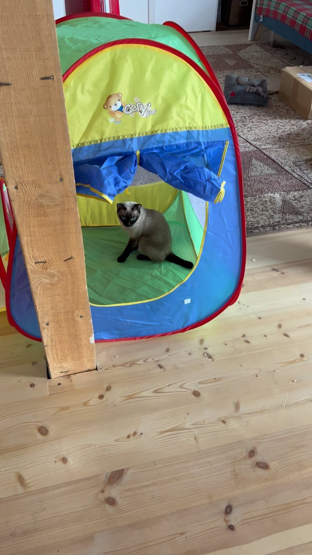 toybob_cat в LOOKY. #toybobcats,#minicat,#smallcats,#тойбоб,#тойбобмагнитогорск,#маленькиекошки,#тойбобминикошки,#котятатойбобов. Тойбобики##toybob #t...