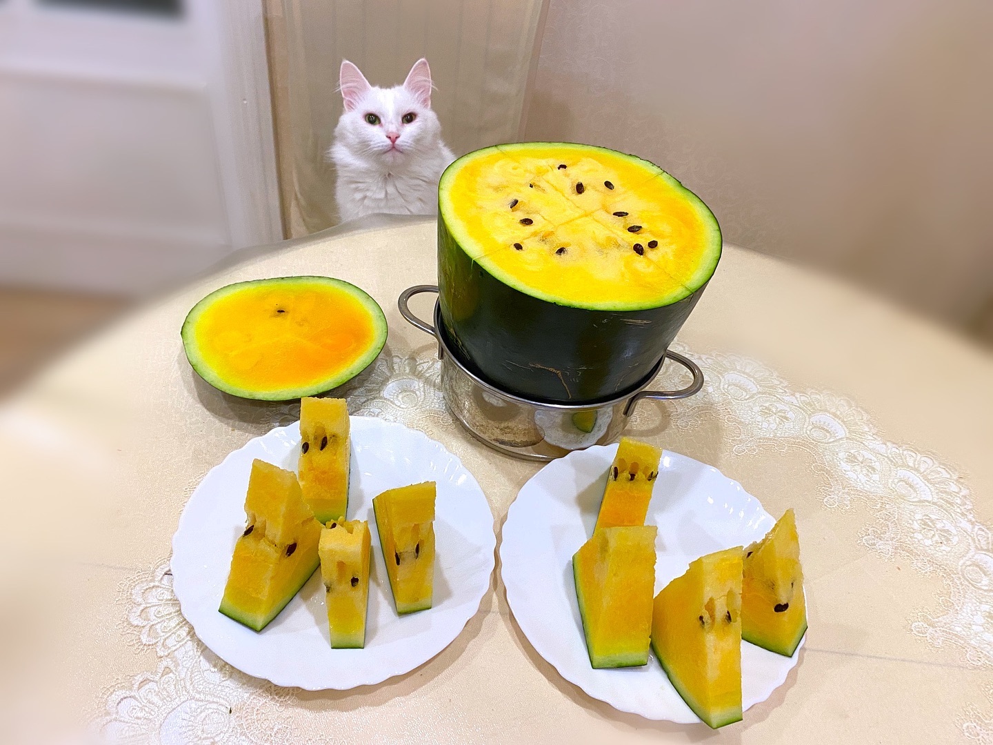 calipsa_cat в LOOKY. #арбузник_у_алисы,#ккоре_на_днюху,#cat#cat_features#ангорскиекошки#кошки#котики#likeforlikes#like4likes#likeforfollow#turkishangora#whitecat#турецкаяангора#gatto#kittygram#коты#втренде#котоблог#catlife#cats#catslover#instacat. С первым днём август...