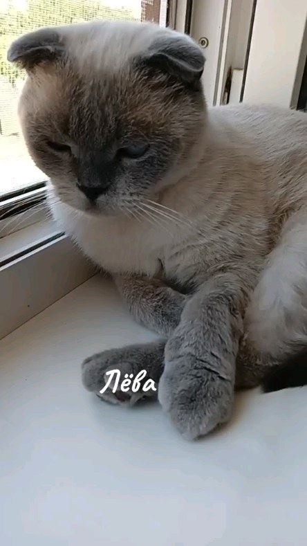 levchanckiy в LOOKY. #лёвалевчанский,#золотойфонддрузей,#рекомендации,#котикинаркотики,#моикотики. #лёвалевчанский #зол...