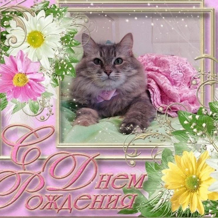 milka_cat_2020 в LOOKY. #цветы_для_Фасольки,#цветы_для_Милы. Дорогие друзья! Сего...