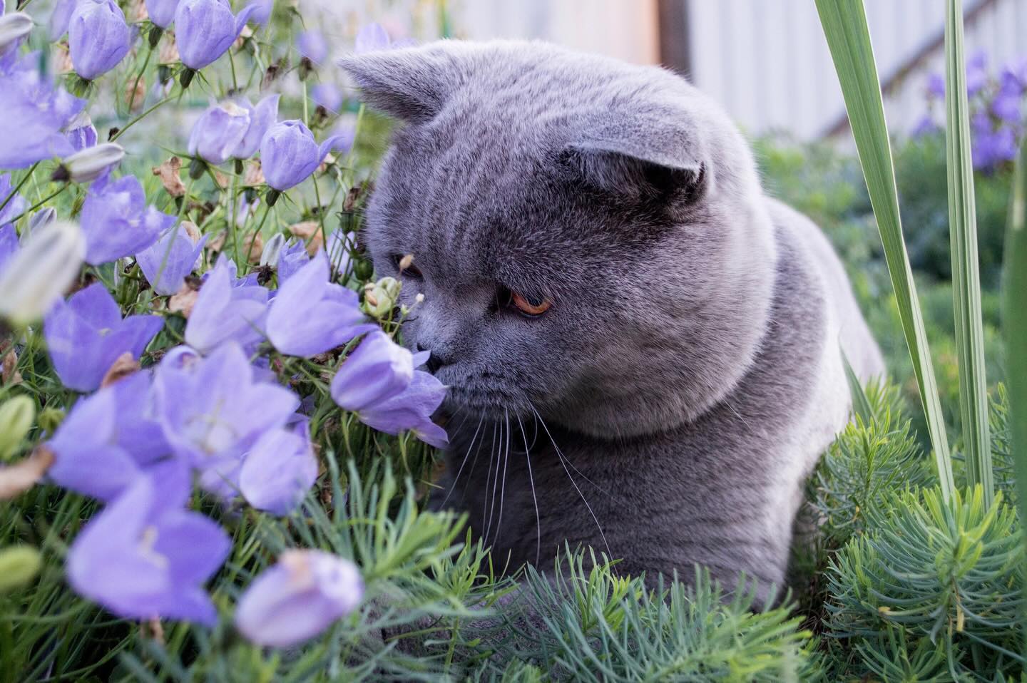 cat.bonifaciy_24 в LOOKY. #цветы_для_милы. Хвостики, приветству...
