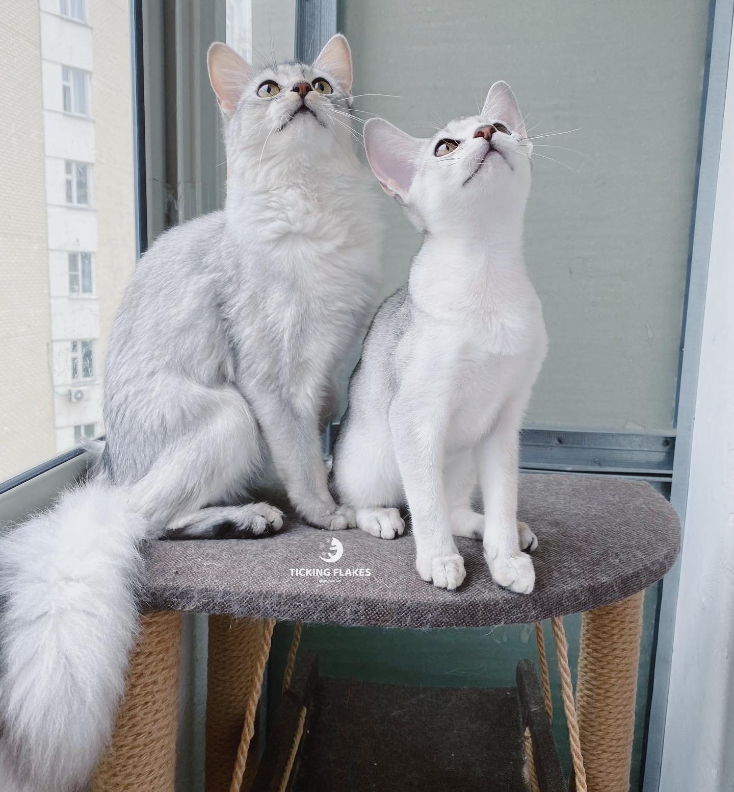 silverabyssinians в LOOKY — фото 2