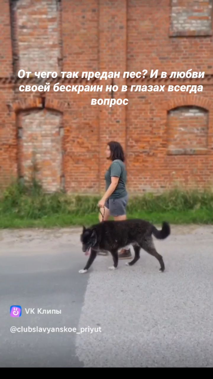 efanov_eduard в LOOKY. . null