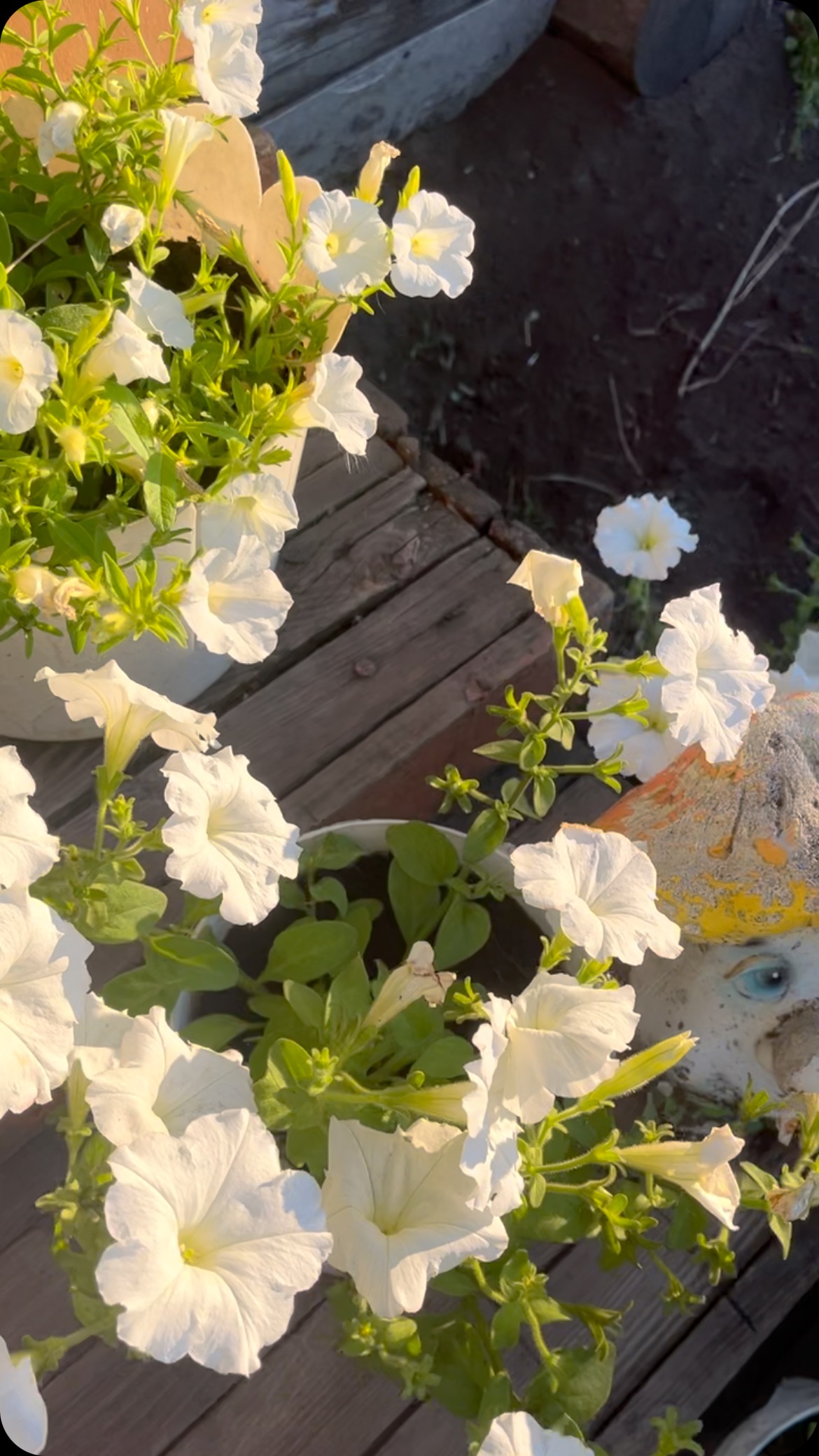 vasileva_fatima в LOOKY. . 🌸🌸🌺🌺🌷🌷🌱☘️☘️мо...