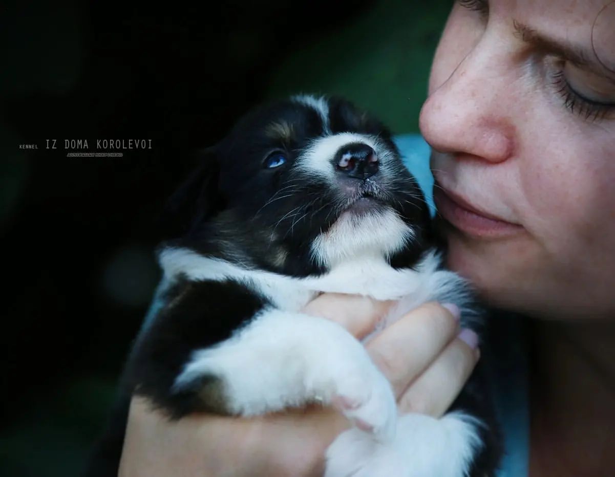 iz_doma_korolevoi_kennel в LOOKY — фото 4