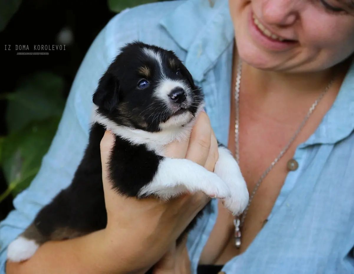 iz_doma_korolevoi_kennel в LOOKY — фото 2