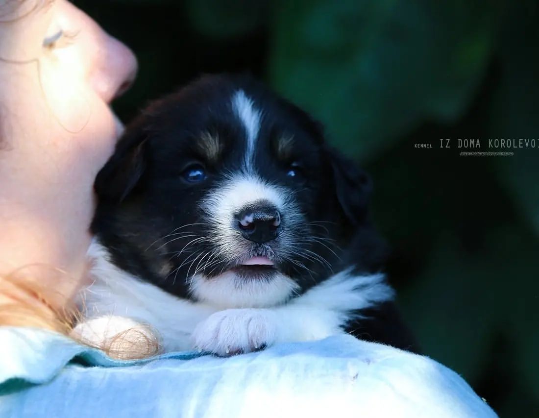 iz_doma_korolevoi_kennel в LOOKY — фото 6