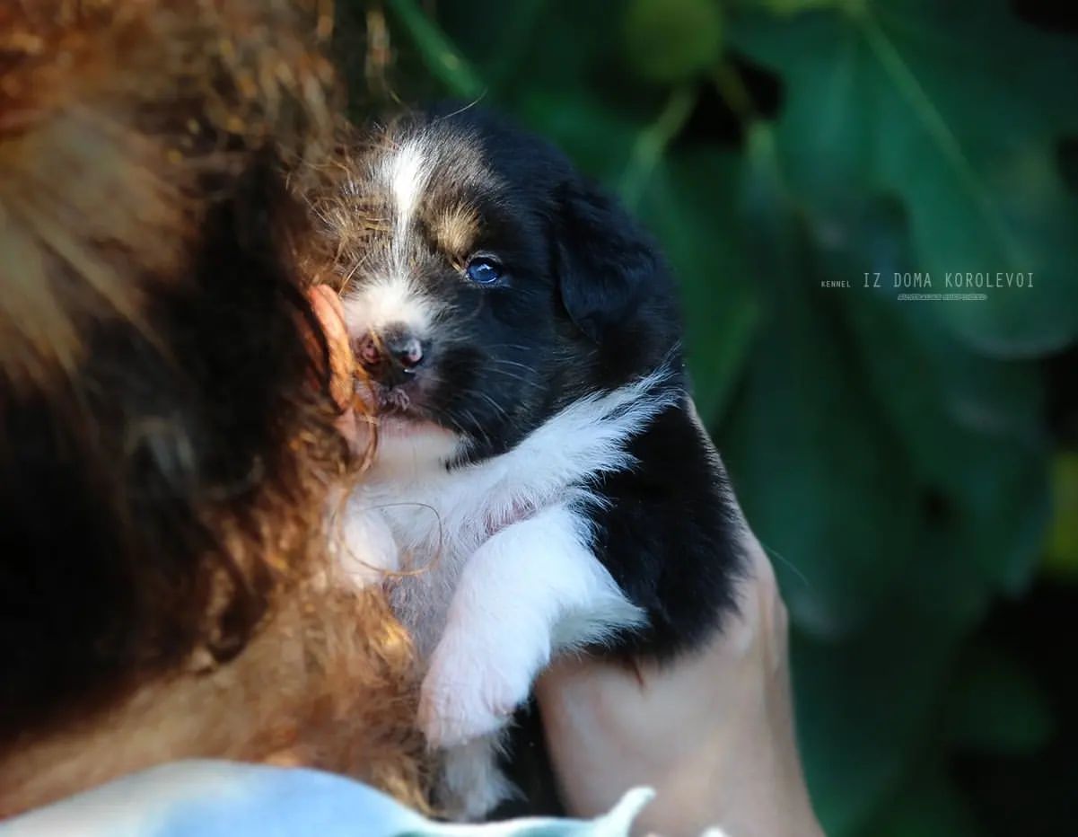 iz_doma_korolevoi_kennel в LOOKY — фото 7