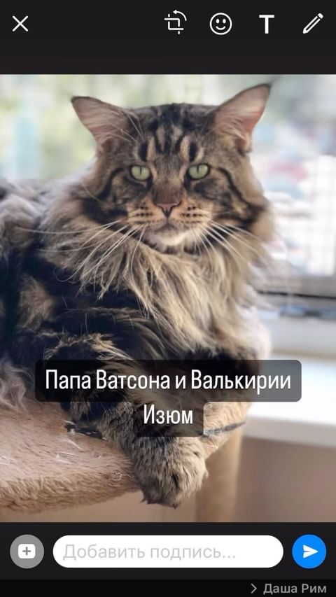 meincoonperfectlynx в LOOKY. . Папа+Мама 
Посмотрит...