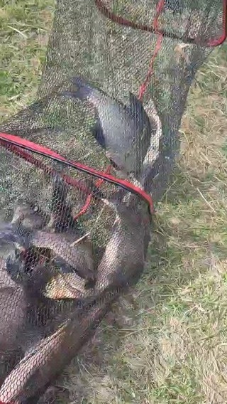 alexey_v_fishing в LOOKY. #1секунда,#лещ,#рыбалка. #1секунда #лещ #рыба...