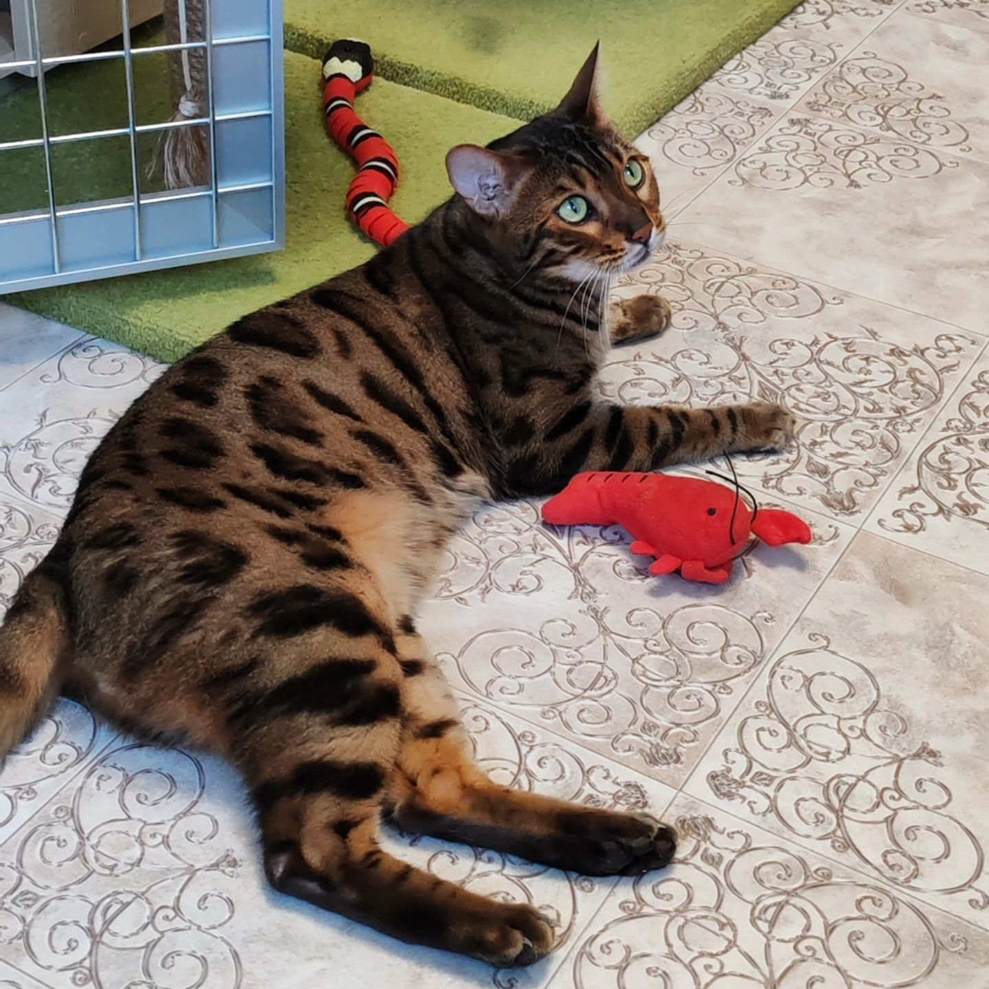 hotel_kotfelix в LOOKY — фото 6