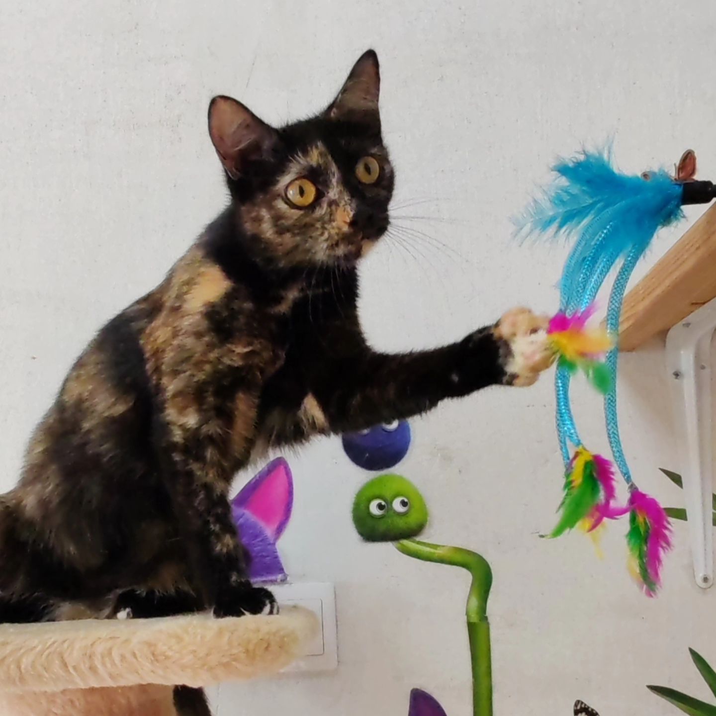 hotel_kotfelix в LOOKY — фото 3