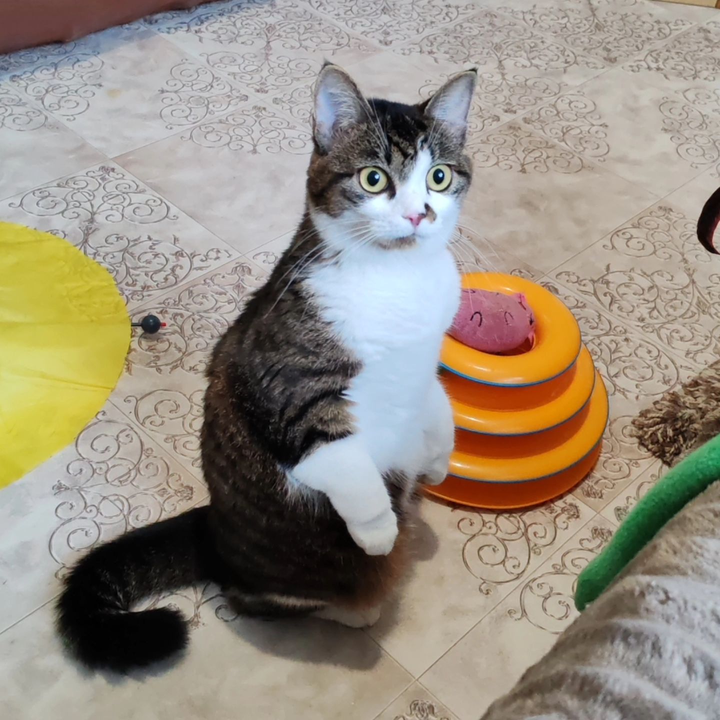 hotel_kotfelix в LOOKY — фото 4