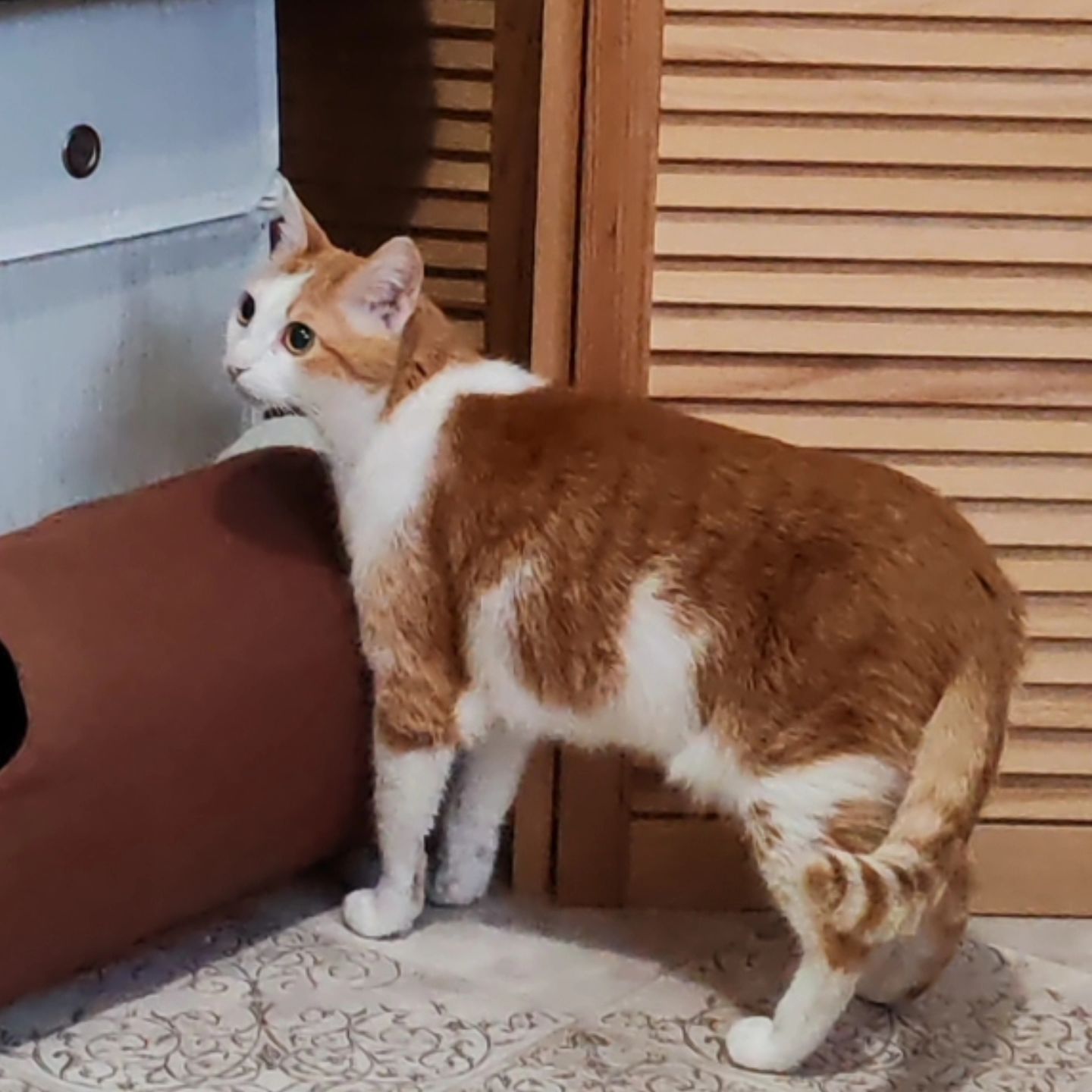 hotel_kotfelix в LOOKY — фото 5