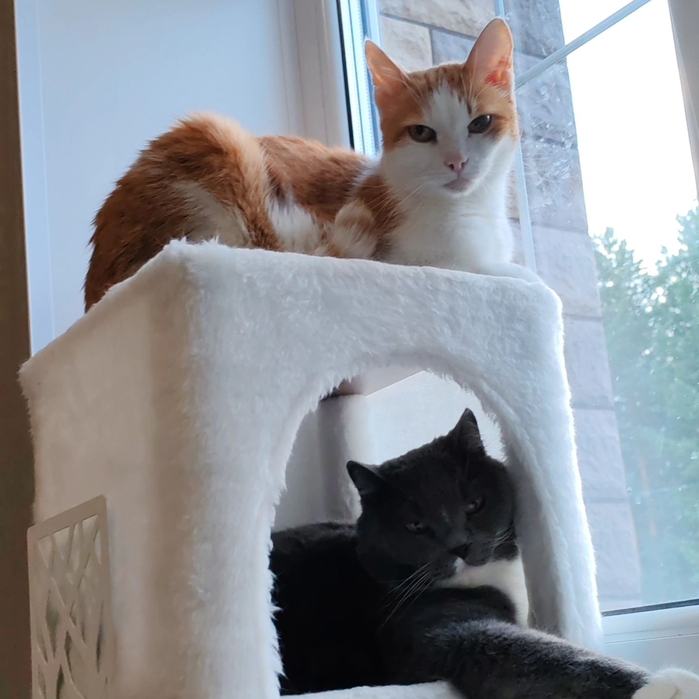 hotel_kotfelix в LOOKY — фото 10