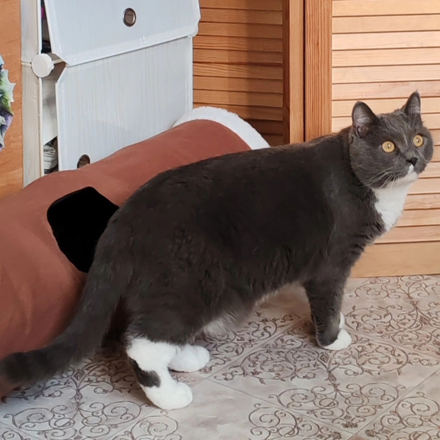 hotel_kotfelix в LOOKY — фото 7