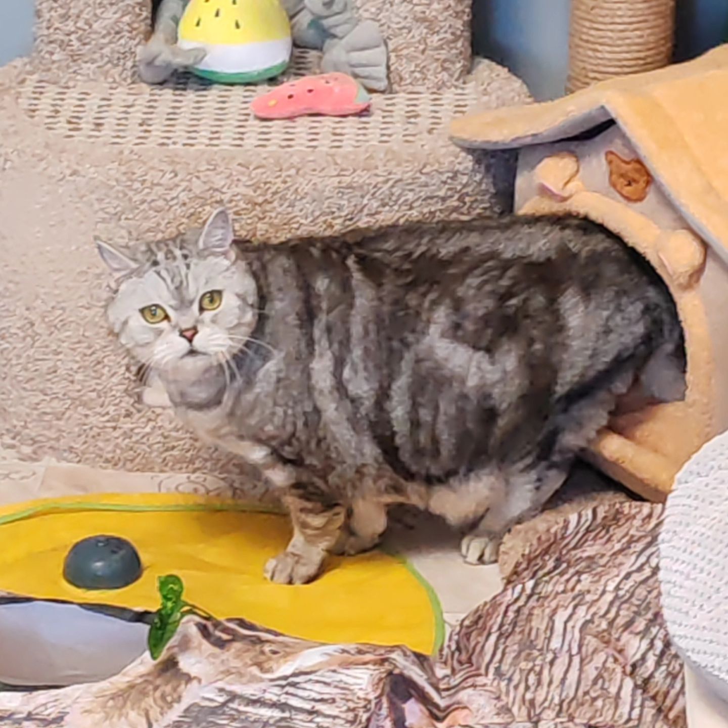 hotel_kotfelix в LOOKY — фото 8