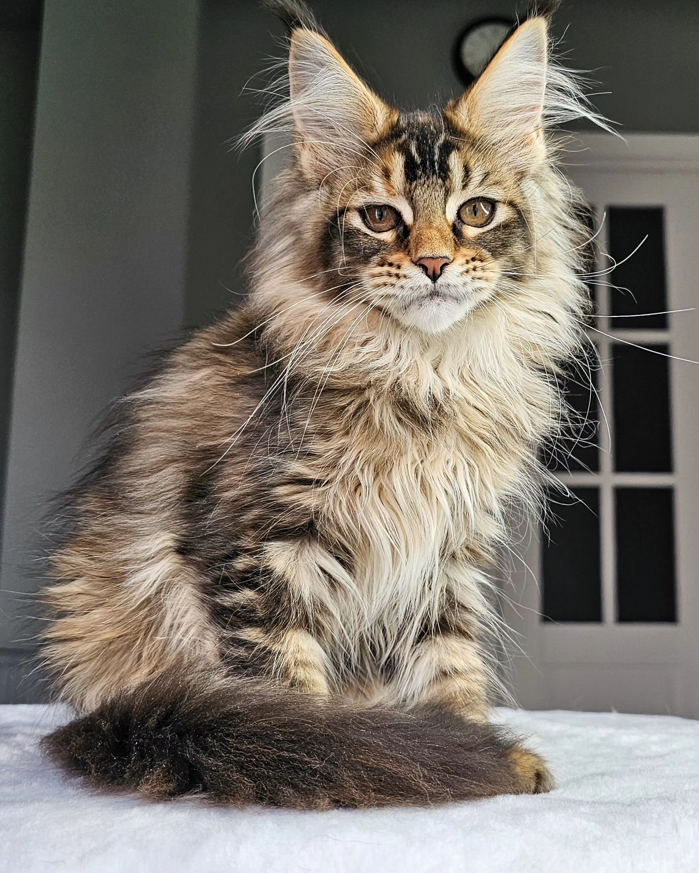 edhellond_cattery в LOOKY. #mainecoon,#kittenmainecoon. Вот так бывает, что ...