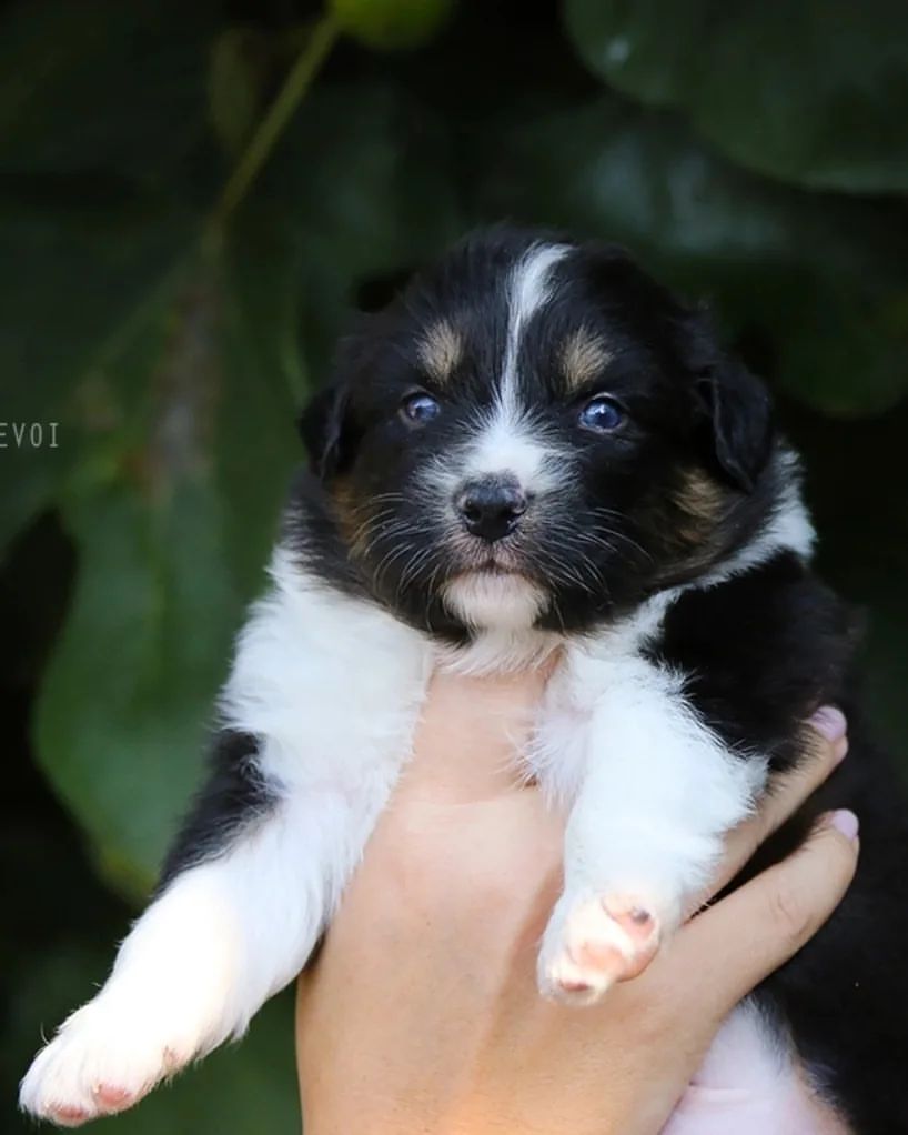 iz_doma_korolevoi_kennel в LOOKY — фото 3