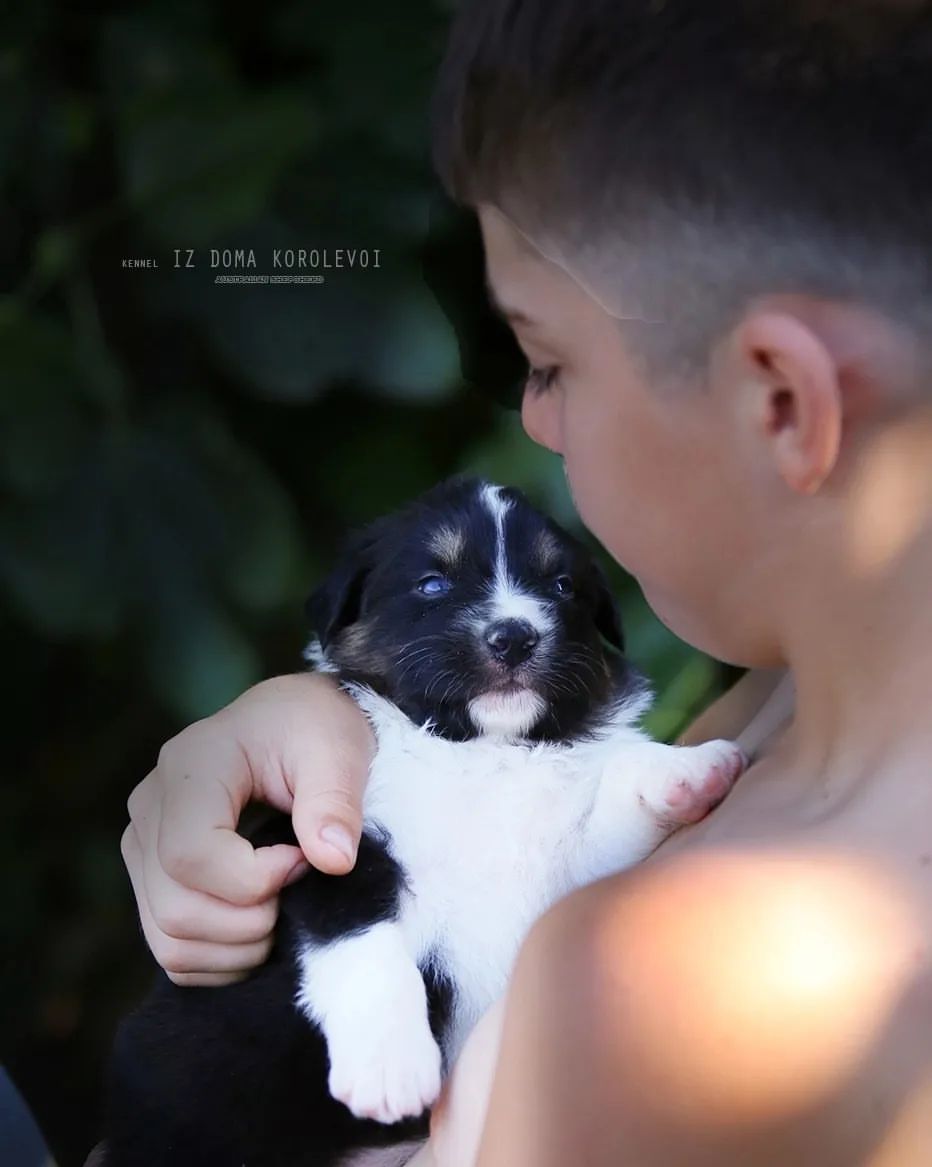 iz_doma_korolevoi_kennel в LOOKY — фото 4
