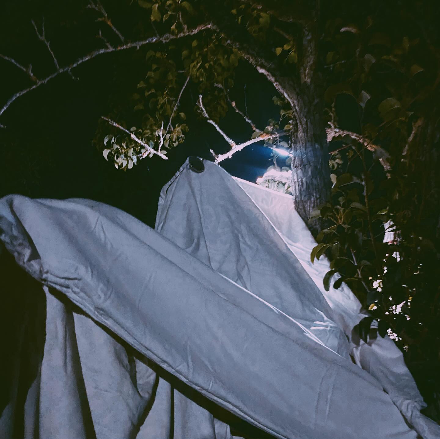 vegetable_fairy in LOOKY. #hocuspocus,#ghost,#ghostbusters,#funny,#just,#night,#joke,#adventures,#summer,#summertime,#summerhalloween. Just hocus pocus….👻...