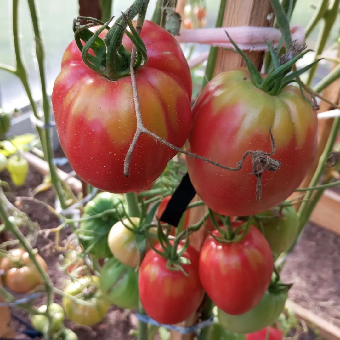 Пришло время помидорок🍅🍅🍅

#деревня #деревенская #огород #теплица #томаты #сладкие