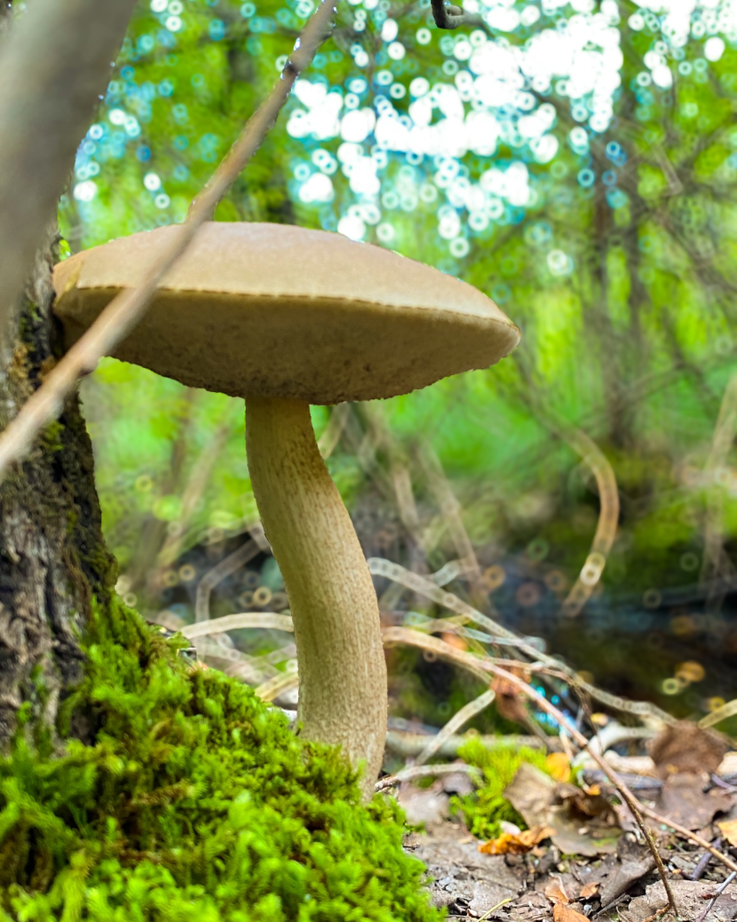 mr.green_beard в LOOKY. . null