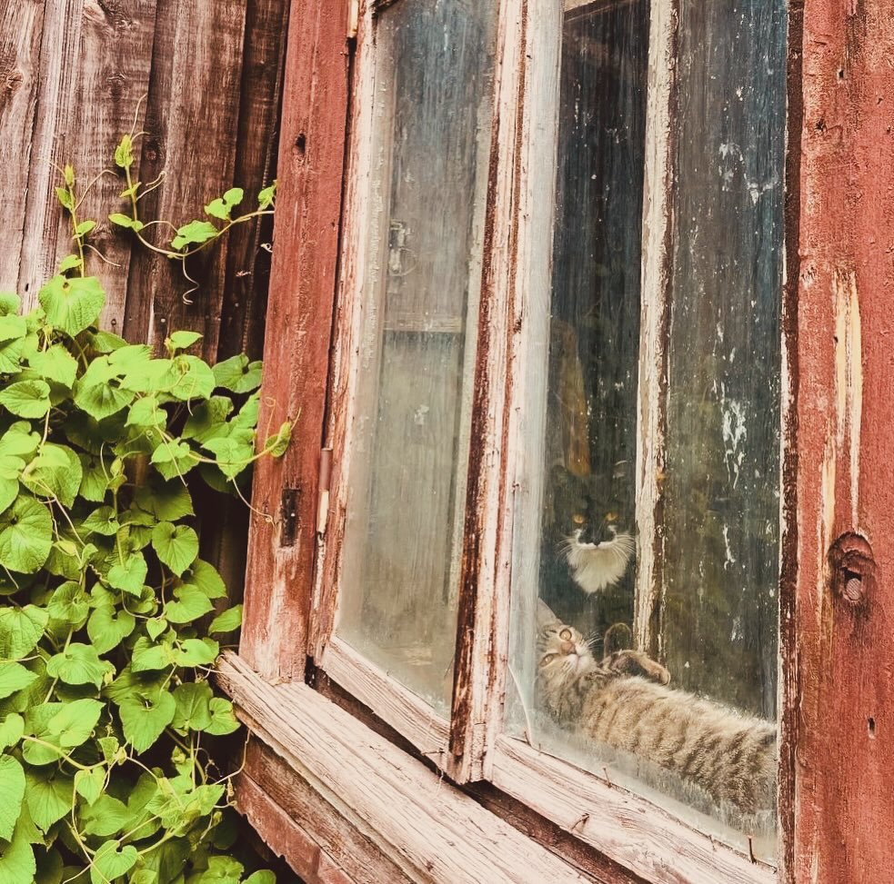 #томск #mytomsk #siberia #russia #photographer #photography #photo #mobilephotography #россия #сибирь #природа #томск70❤ #лето2024