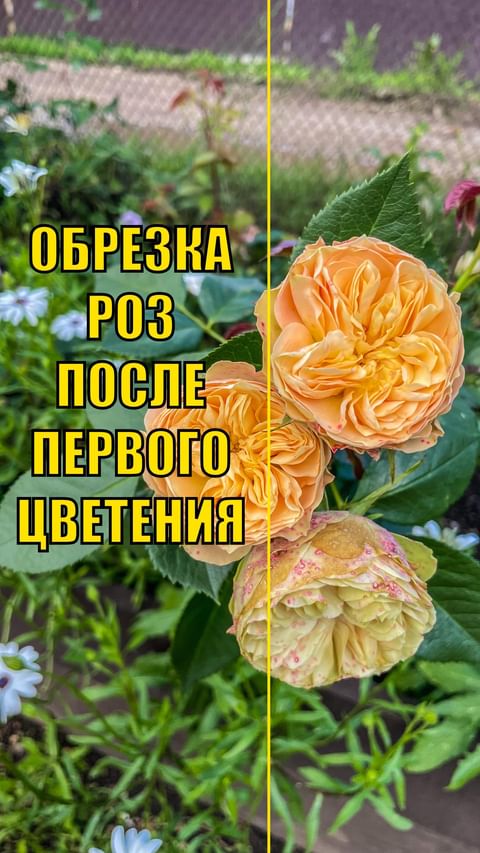 dacha_udachya в LOOKY. #сад,#дача,#огород,#участок,#садоводстводлявсех,#учимсясажатьвместе,#удачнаядача,#огородуфа,#дачауфа,#участокуфа,#розы,#обрезкароз,#формированиероз,#роза,#цветы,#цветущийсад,#розарий,#розывсаду,#второецветениероз,#лето,#цветывсаду,#уходзарозами. ОБРЕЗКА РОЗ ПОСЛЕ ПЕ...