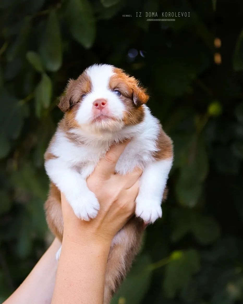 iz_doma_korolevoi_kennel в LOOKY — фото 3